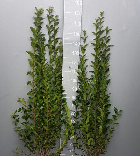 Wintergrüner Liguster Atrovirens (125-150 cm) im 7,5L Topf Buschig XXL