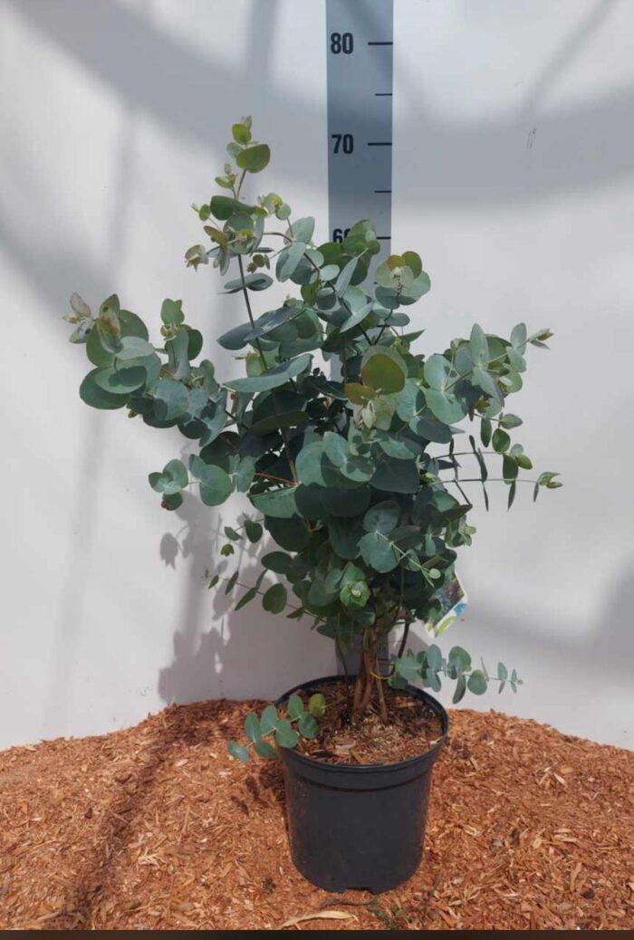 Eucalyptus_Topf