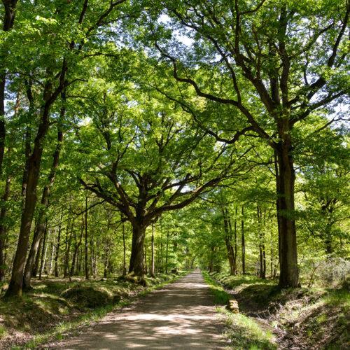 Stieleiche Quercus robur