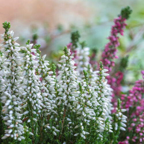 Calluna vulgaris (Besenheide) weiß