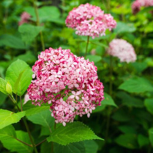 Pink-Annabelle-Hydrangea-arborescens-Pink-Annabelle