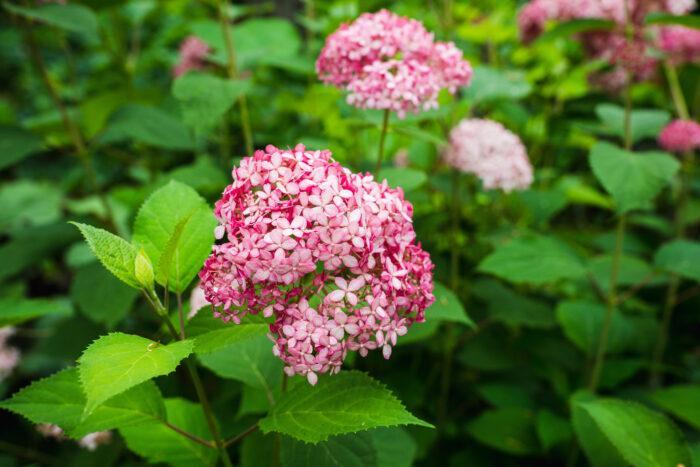 Pink-Annabelle-Hydrangea-arborescens-Pink-Annabelle