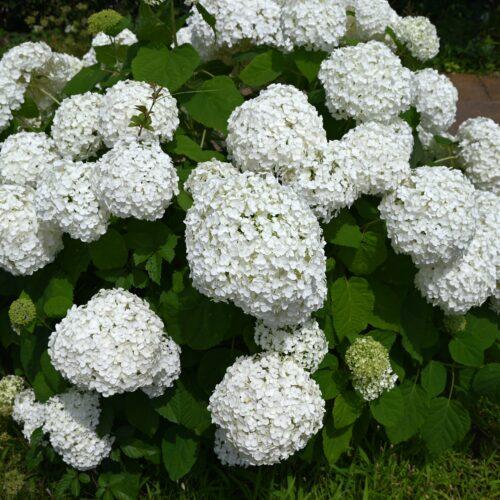 Strong Annabelle (Hydrangea arborescens 'Strong Annabelle')