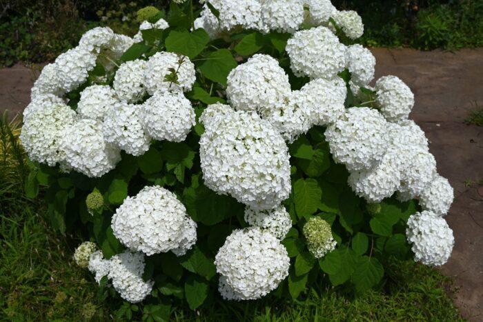 Strong Annabelle (Hydrangea arborescens 'Strong Annabelle')