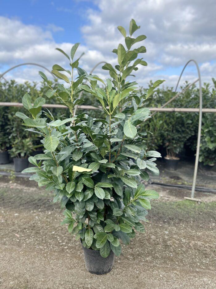 Prunus laurocerasus Etna