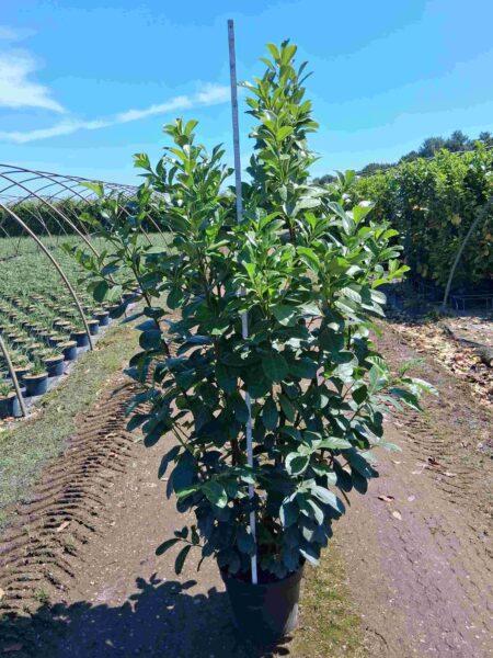 Prunus laur. Etna