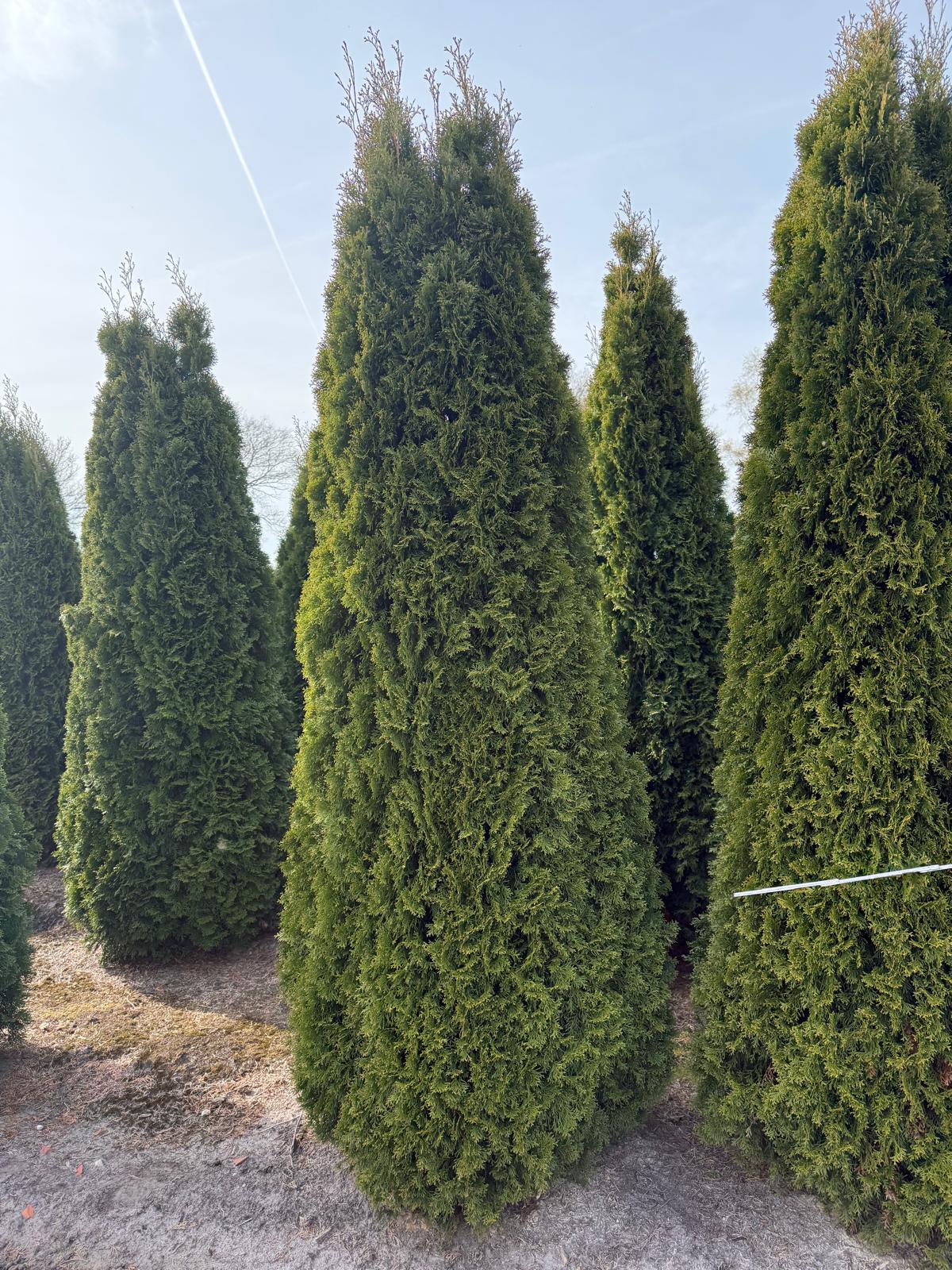 Thuja Smaragd 300cm