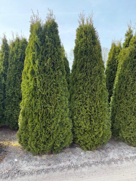 Thuja Smaragd 300cm