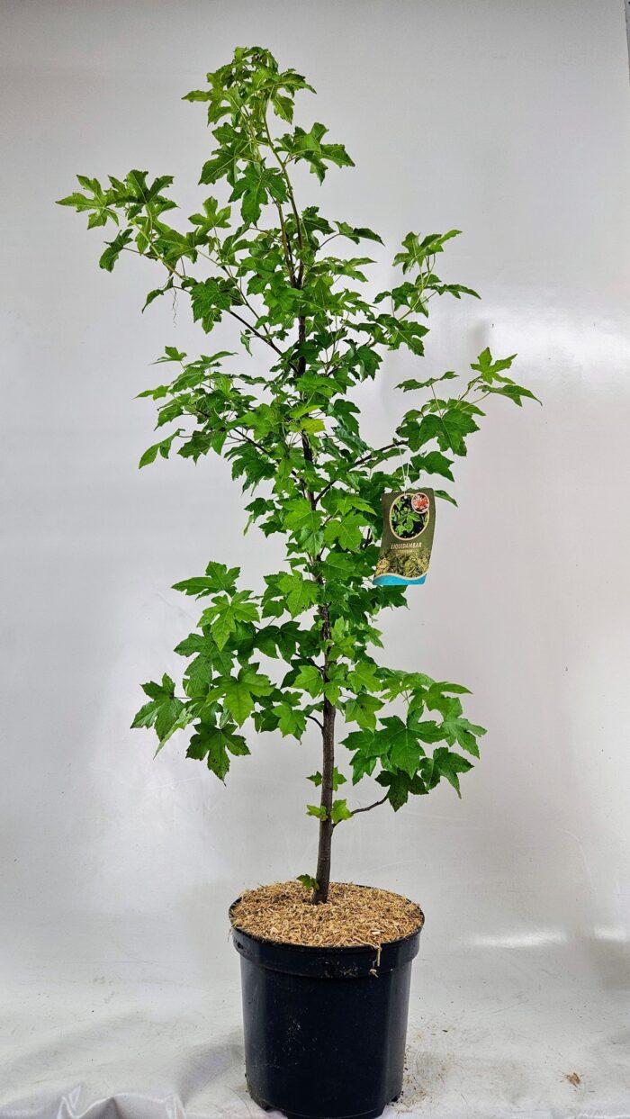 Liquidambar styraciflua - Amerikanischer Amberbaum