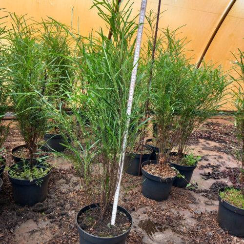 Rhamnus frangula 'Ron Williams' Faulbaum