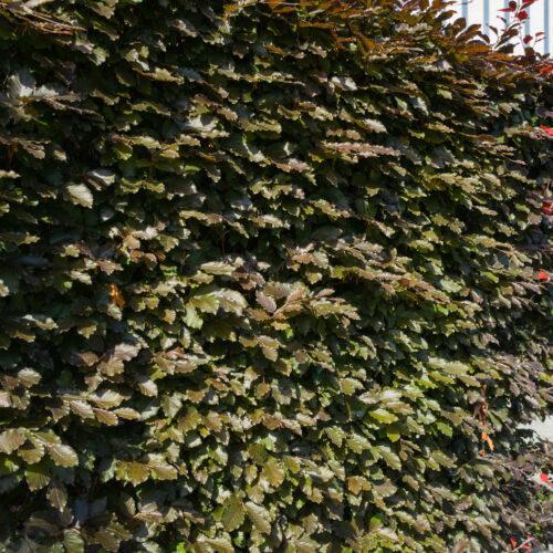 Fagus sylvatica 'Purpurea' Blutbuche Blutbuchen