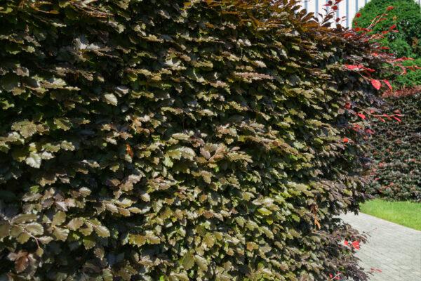 Fagus sylvatica 'Purpurea' Blutbuche Blutbuchen