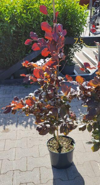 Fagus sylvatica ‚Purpurea‘, Blutbuche Blutbuchen