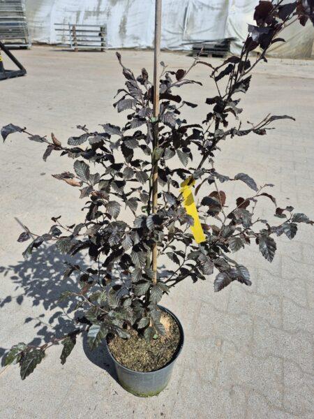 Fagus sylvatica ‚Purpurea‘, Blutbuche Blutbuchen