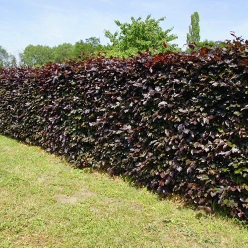 Fagus sylvatica 'Purpurea'