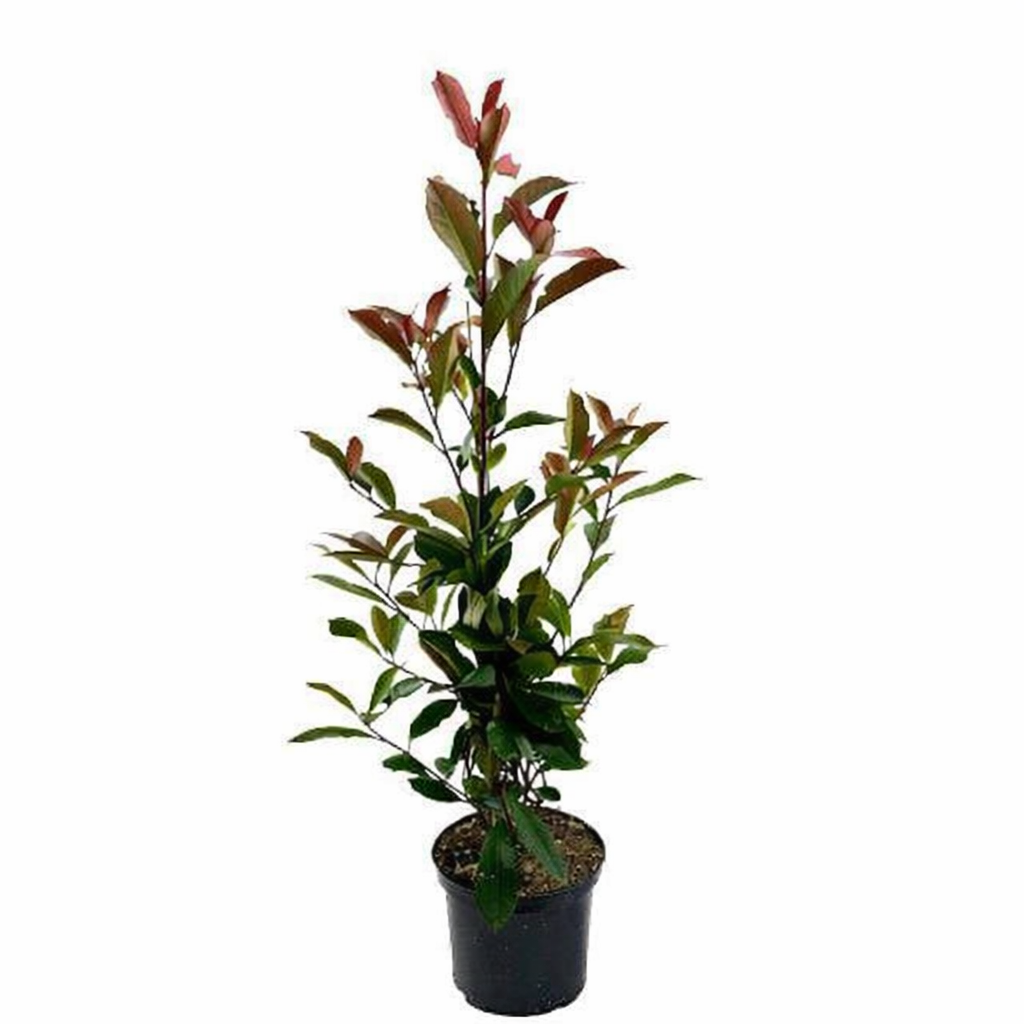 Red Robin Photinia fraseri