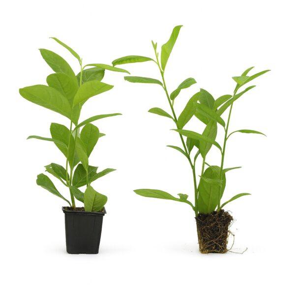 Kirschlorbeer Elly 50-60cm im kleinen Topf – Bild 2