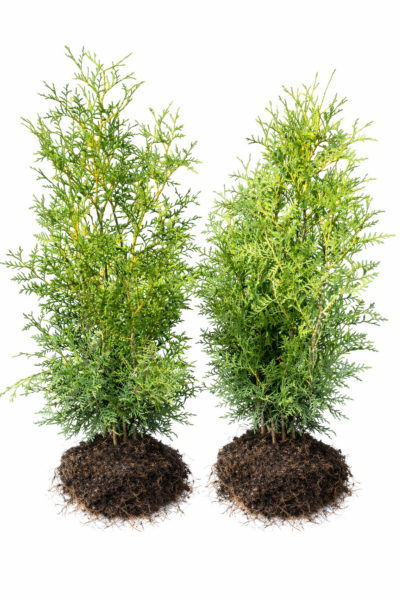 Lebensbaum Brabant Thuja occidentalis ‚Brabant‘