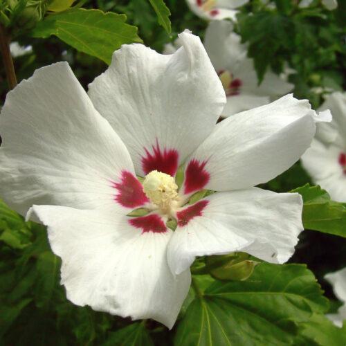 Hibiscus China Chiffon