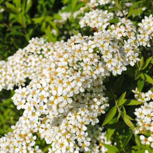Spiraea „Grefsheim“ – Reichblühender Frühlingsstrauch