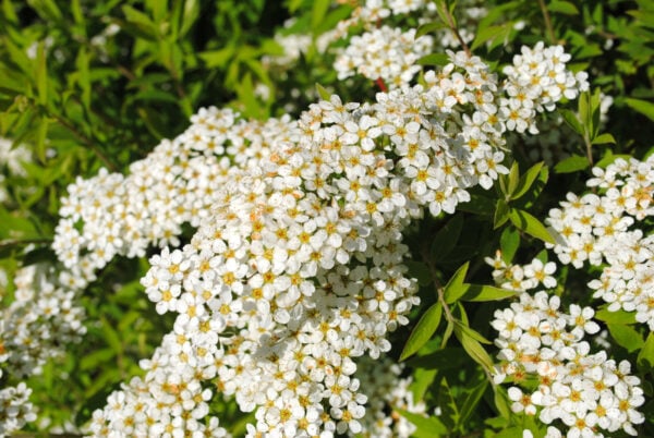Spiraea „Grefsheim“ – Reichblühender Frühlingsstrauch